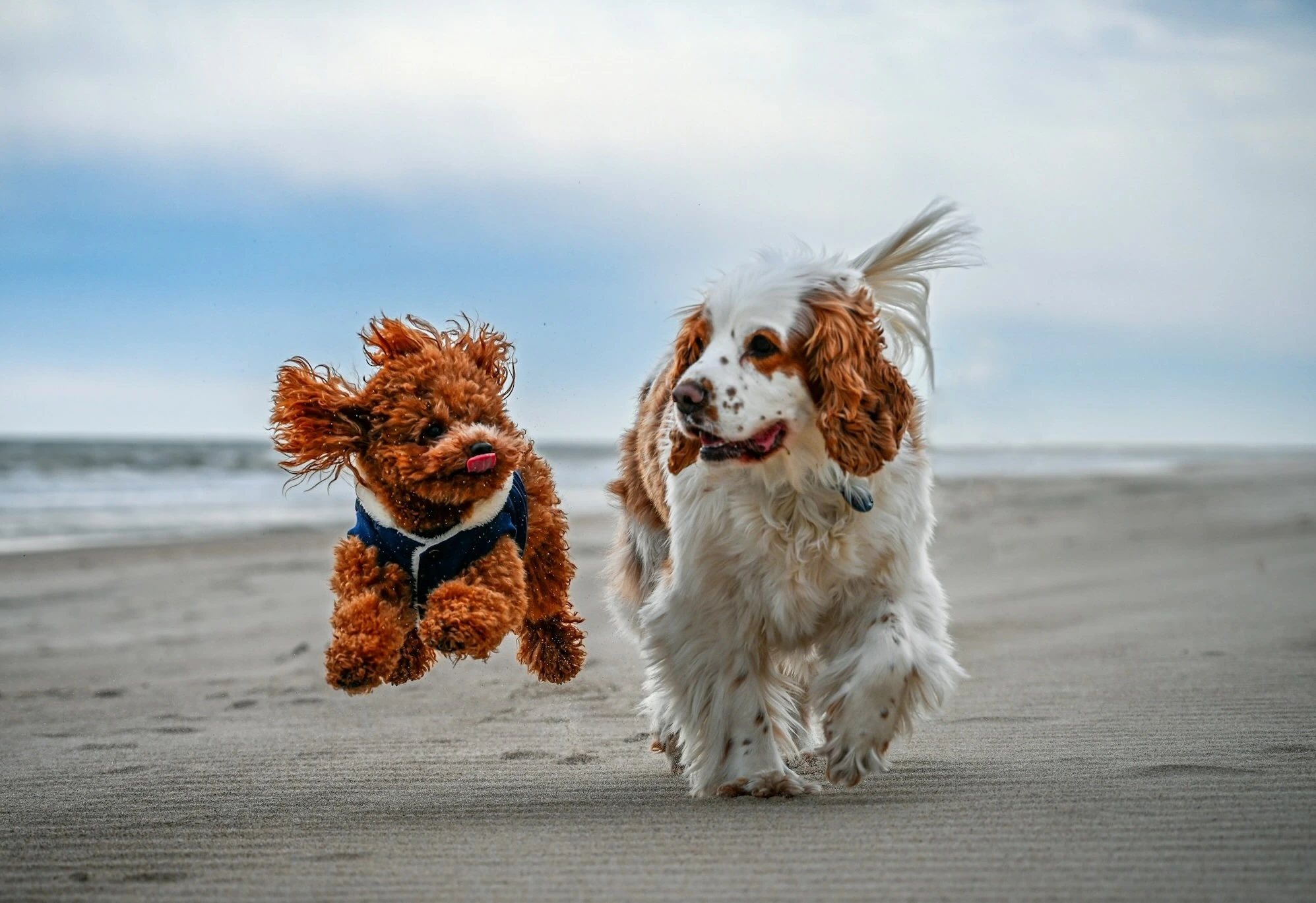Weterynarz w Bielsku-Białej