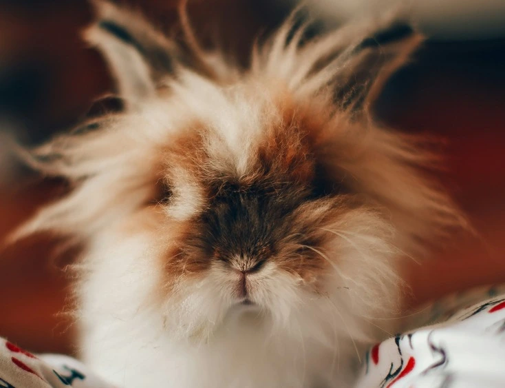 Leczenie królików - weterynarz