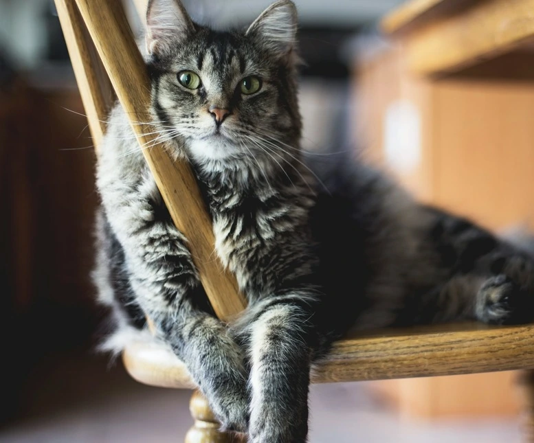 Lecznica weterynaryjna - Bielsko-Biała