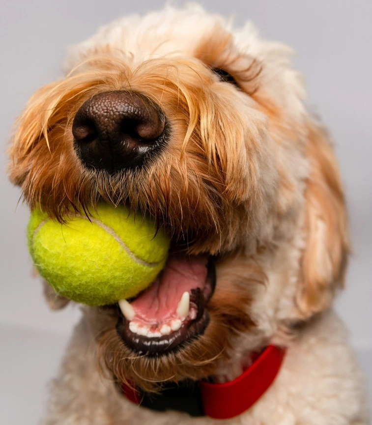 Leczenie psów - lekarz weterynarii