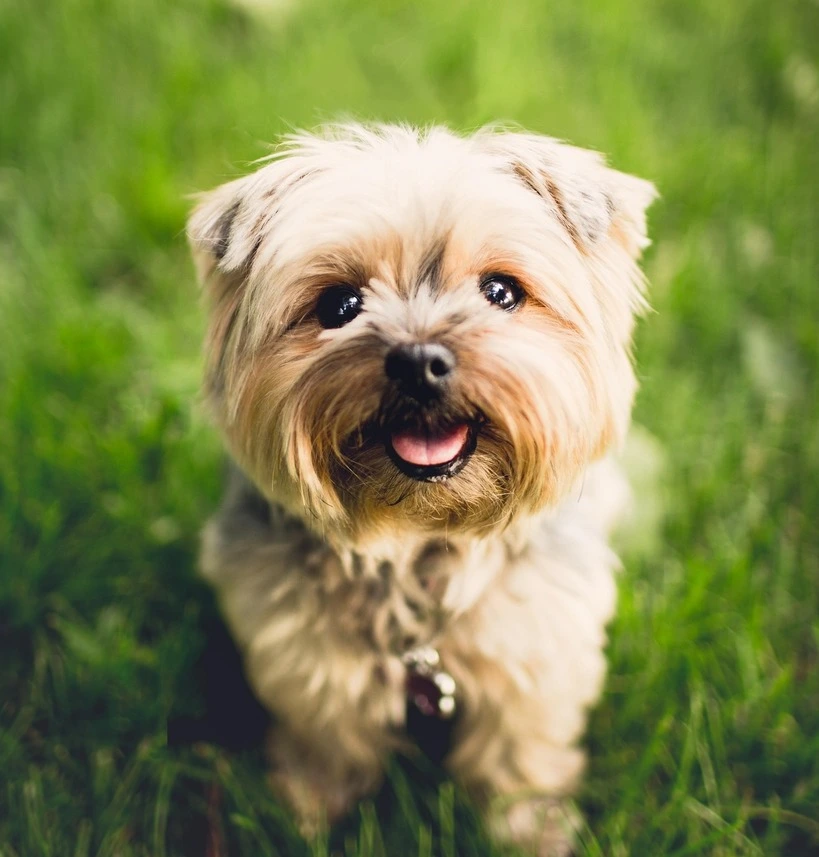 Lecznica Zwierząt - porady weterynaryjne